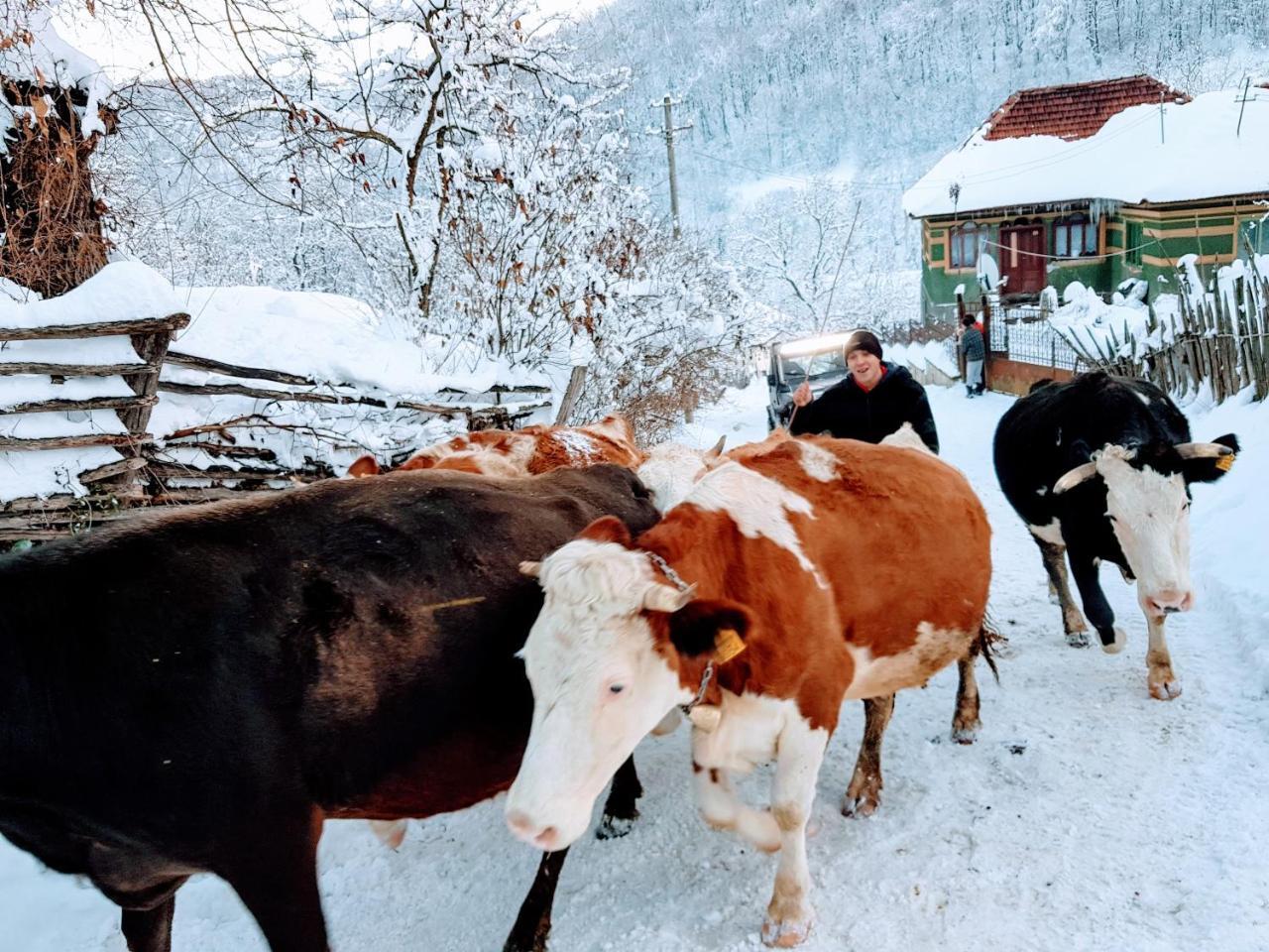 Pensiunea Casiana Ciulpăz Exteriér fotografie